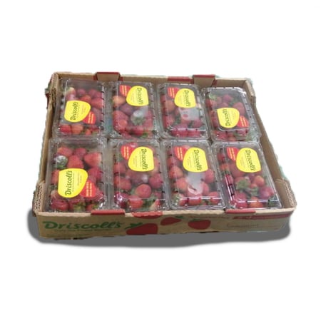 فراولة أمريكي (8 علبة كبيرة 454 جم)