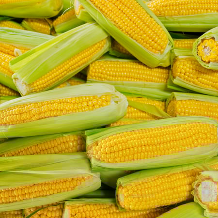 ذرة محلي (12 حبة)