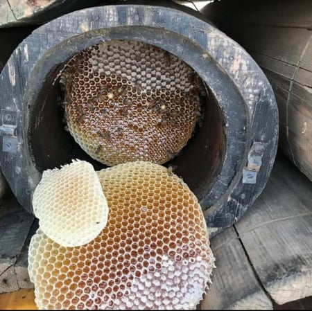 شمع خلية النحل سدر