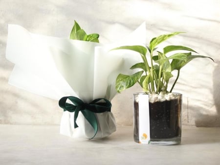 نبتة بوتس جميلة بتغليف انيق نبتة سهلة العناية و اضافة لديكور منزلك