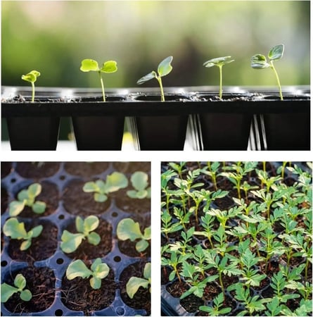 صينية تشتيل بلاستيكية 105 عين