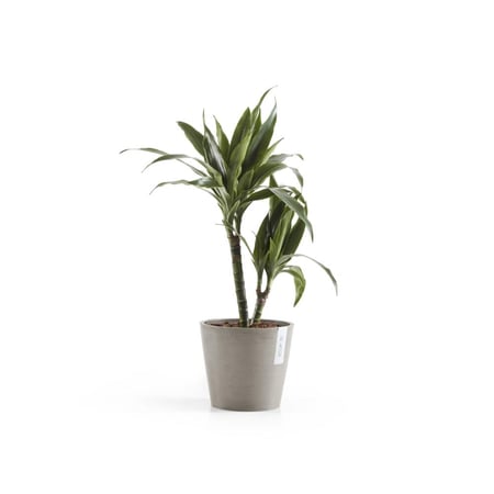 مركن إيكو بوت فايبر أمستردام ECOPOTS مقاس 20 × 17 بني موديل
