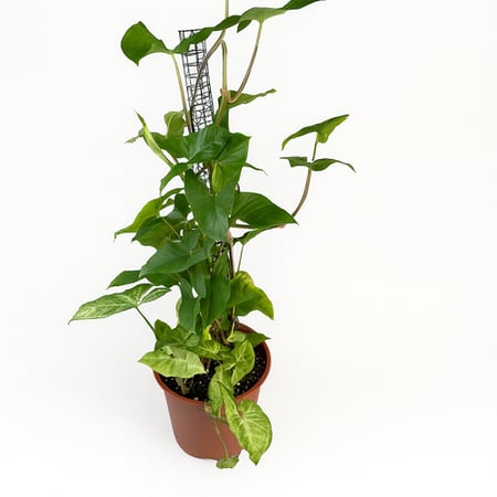 نبتة سنجونيوم