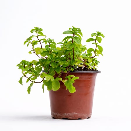 نباتات خارجيه