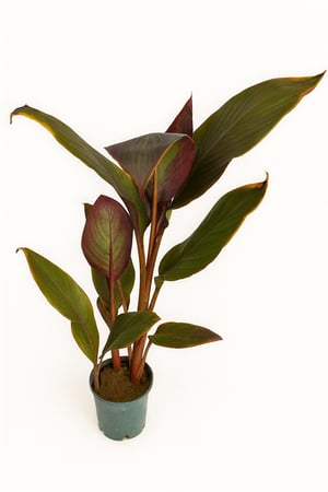 نبتة الكانا