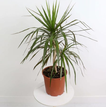 نبتة دراسينا مارجيناتا