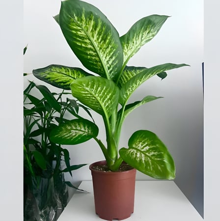 نبتة الدفنباخيا