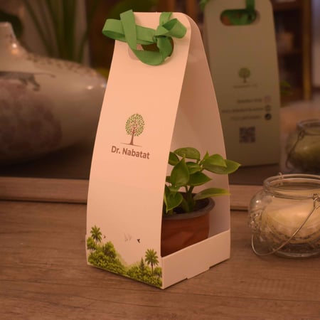 5 توزيعات ببروميا