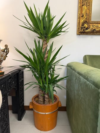 يوكا – حجم كبير