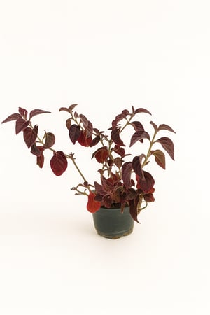 نبتة النتيرا