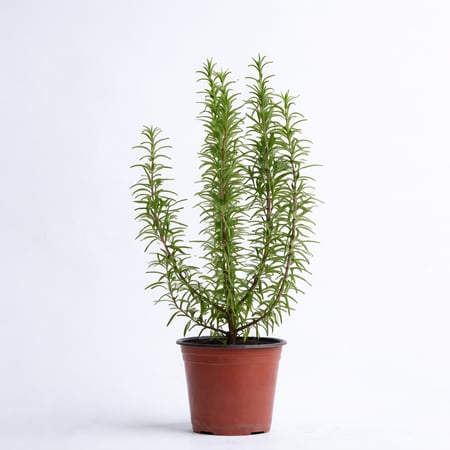 نباتات خارجيه