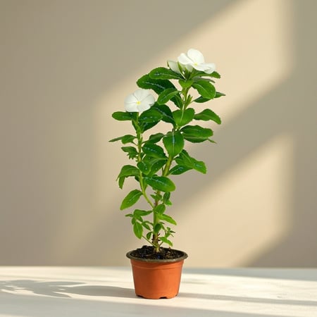 نبتة الفينكا