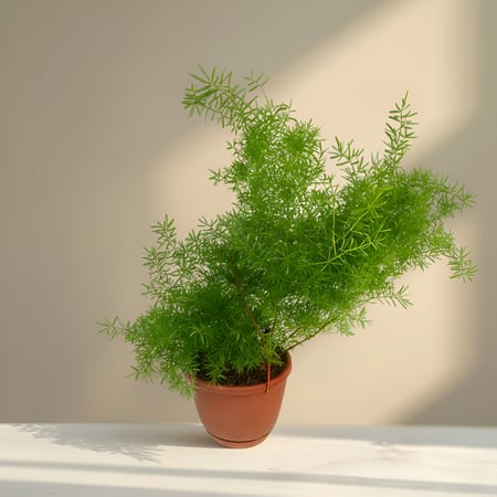 نبات اسبرجس الناعم