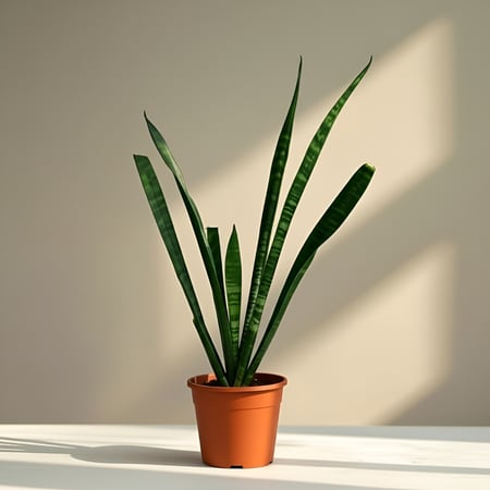 نبات لسان الحماة