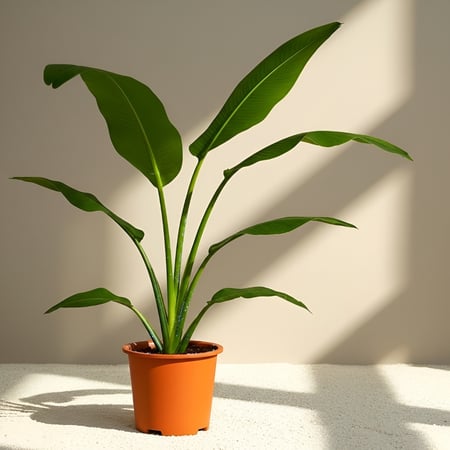 نبتة عصفور الجنة