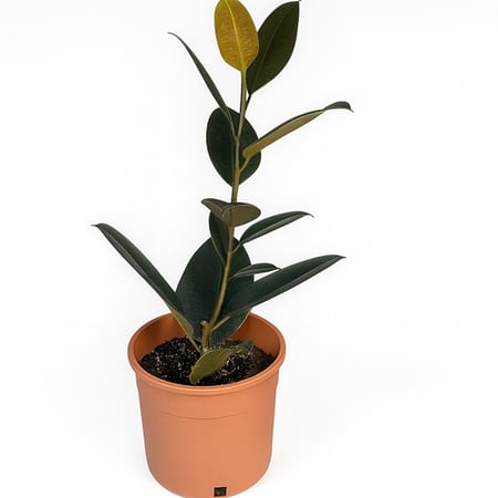 نبتة فكس المطاط