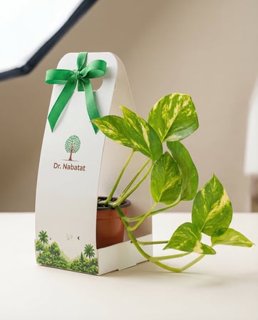 5 توزيعات بوتس