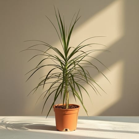 دراسينا ليمون لايم