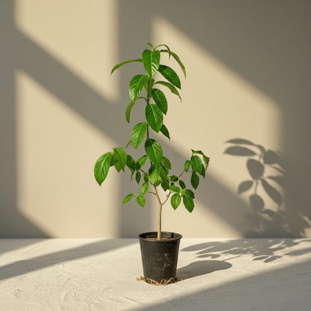 ياسمين الاسترالي