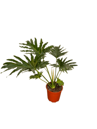 نبتة شجرة الحب