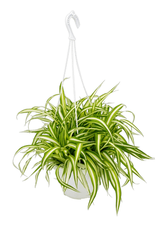 نبتة العنكبوت