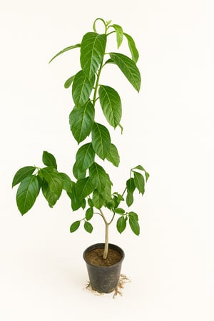 ياسمين الاسترالي