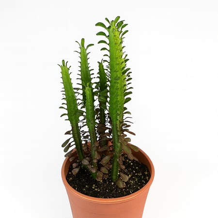 يوفوربيا تريغون