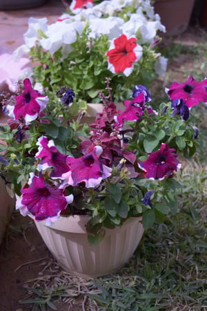 وعاء متوسط زهور من الربيع المختلطة