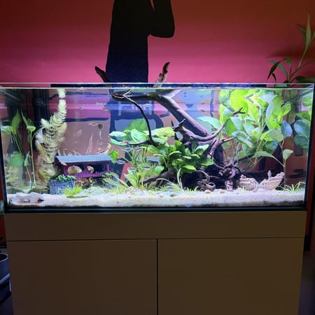 حوض نهري كلاسيك - P40