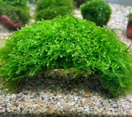 جافا موس ( Java Moss )