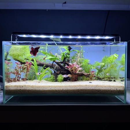 حوض نهري كلاسيك - P57