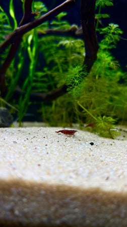 حوض نهري كلاسيك - P19