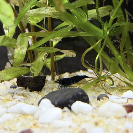 حوض نهري كلاسيك - P47