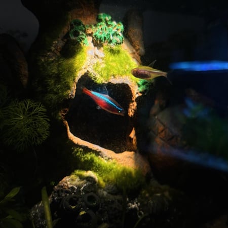 حوض نهري كلاسيك - P36