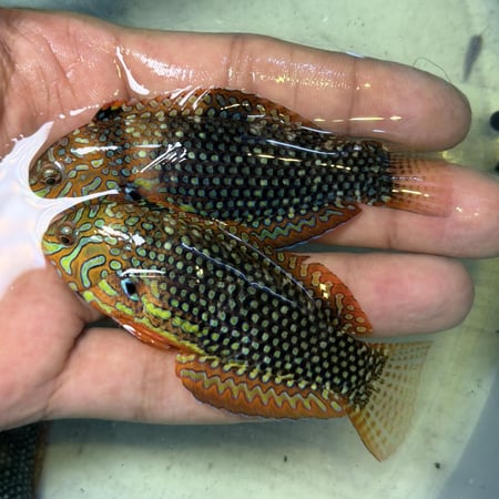 ليوبارد المزخرفة