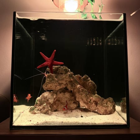 حوض نيمو بحري مكعب - M03