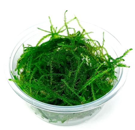 جافا موس ( Java Moss )