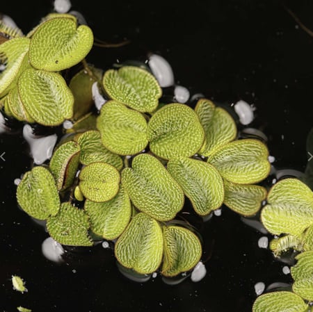 سالفينيا مينما الطافية