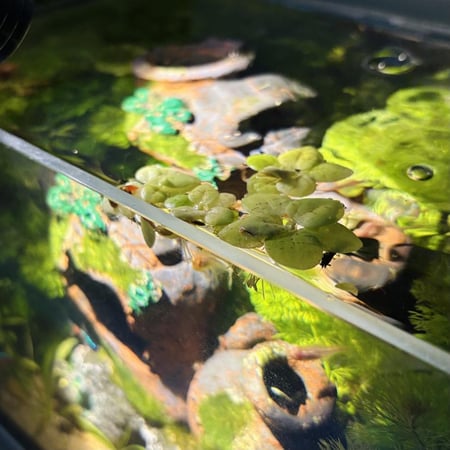 حوض نهري كلاسيك - P36