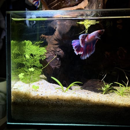 حوض نهري كلاسيك - P42