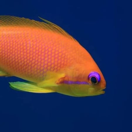 أنثياس برتقالية