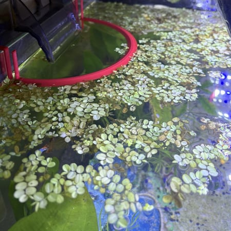 حوض نهري كلاسيك - P24