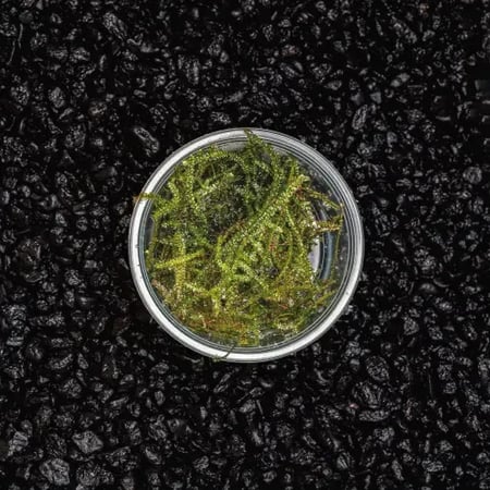 كريسماس موس