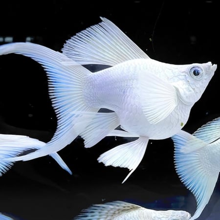 مولي دلماسي