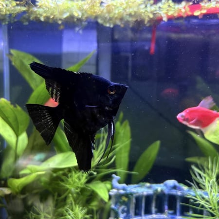 حوض نهري كلاسيك - P24