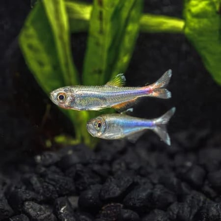 تيترا زرقاء