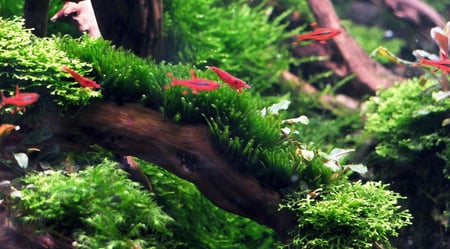 جافا موس ( Java Moss )