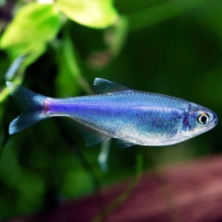 تيترا زرقاء