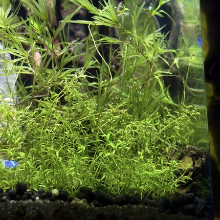 حوض نهري كلاسيك - P58