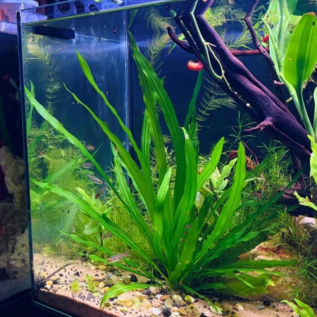 حوض نهري كلاسيك - P55